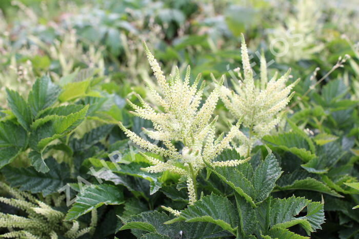 Udatna 'Sparkles' - Aruncus hybrida 'Sparkles'