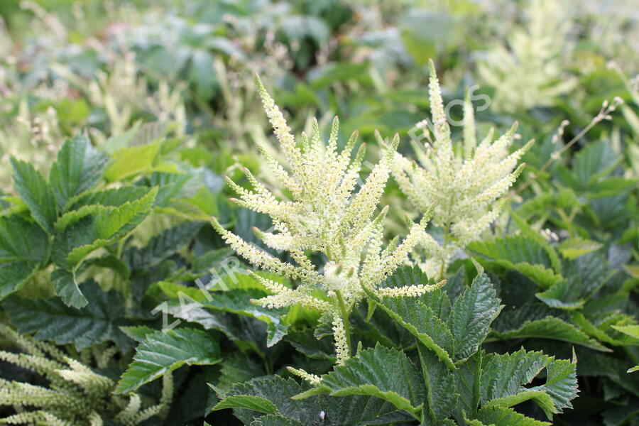 Udatna 'Sparkles' - Aruncus hybrida 'Sparkles'
