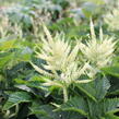 Udatna 'Sparkles' - Aruncus hybrida 'Sparkles'