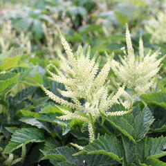 Udatna 'Sparkles' - Aruncus hybrida 'Sparkles'