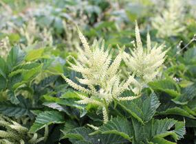 Udatna 'Sparkles' - Aruncus hybrida 'Sparkles'