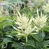 Aruncus 'Sparkles'_02.JPG
