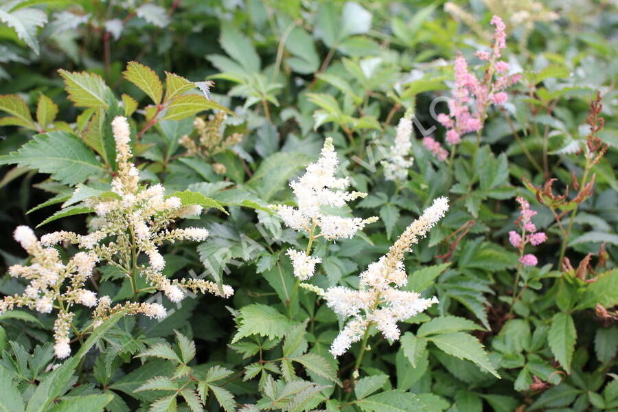 Čechrava Thunbergova 'White'' - Astilbe thunbergii 'White'