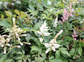 Čechrava Thunbergova 'White'' - Astilbe thunbergii 'White'