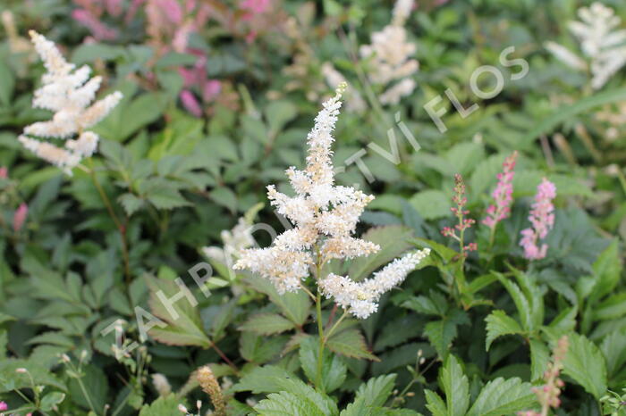 Čechrava Thunbergova 'White'' - Astilbe thunbergii 'White'