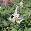 Čechrava Thunbergova 'White'' - Astilbe thunbergii 'White'
