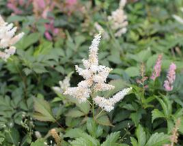 Čechrava Thunbergova 'White''