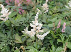 Čechrava Thunbergova 'White'' - Astilbe thunbergii 'White'