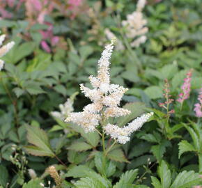 Čechrava Thunbergova 'White'' - Astilbe thunbergii 'White'