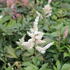 Astilbe thunbergii 'White'_02.JPG