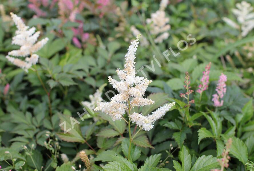 Čechrava Thunbergova 'White'' - Astilbe thunbergii 'White'