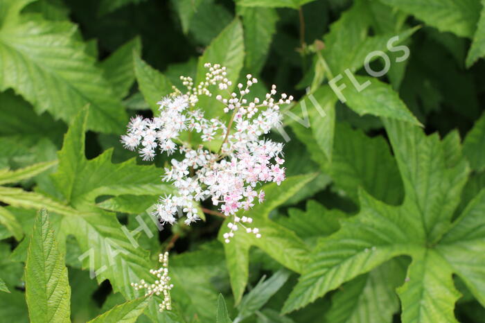 Tužebník 'Elegans' - Filipendula purpurea 'Elegans'