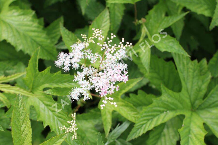 Tužebník 'Elegans' - Filipendula purpurea 'Elegans'