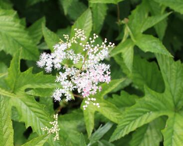Tužebník 'Elegans'