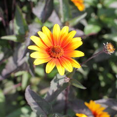 Janeba drsná 'Burning Hearts' - Heliopsis helianthoides 'Burning Hearts'