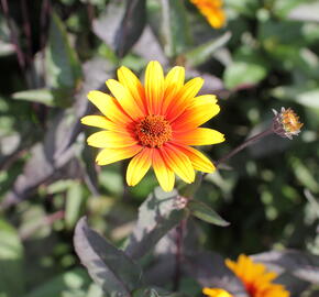 Janeba drsná 'Burning Hearts' - Heliopsis helianthoides 'Burning Hearts'