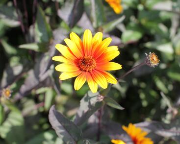 Janeba drsná 'Burning Hearts'