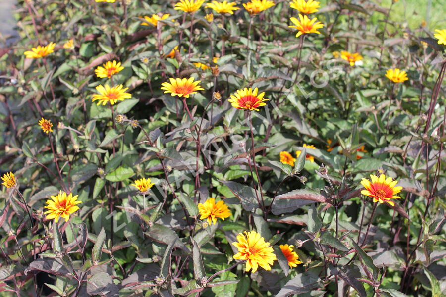 Janeba drsná 'Burning Hearts' - Heliopsis helianthoides 'Burning Hearts'
