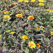 Janeba drsná 'Burning Hearts' - Heliopsis helianthoides 'Burning Hearts'
