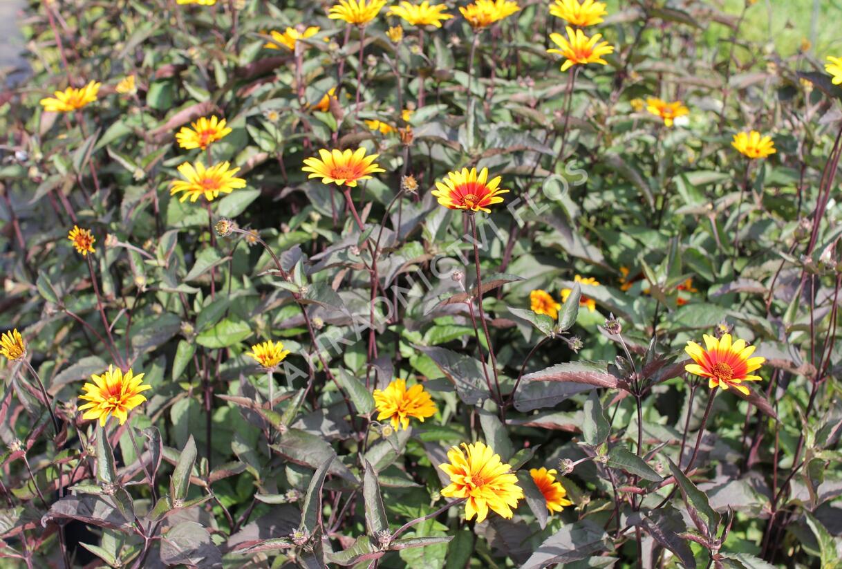 Janeba drsná 'Burning Hearts' - Heliopsis helianthoides 'Burning Hearts'