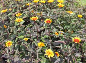 Janeba drsná 'Burning Hearts' - Heliopsis helianthoides 'Burning Hearts'