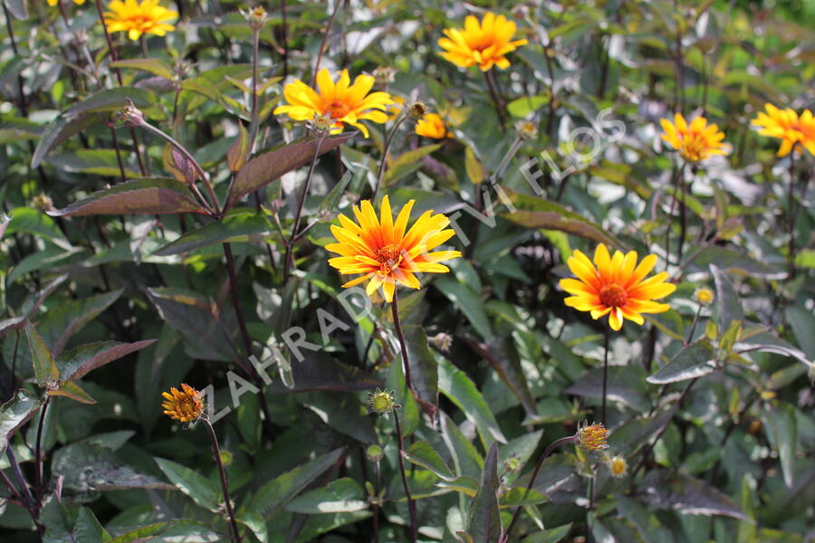Janeba drsná 'Burning Hearts' - Heliopsis helianthoides 'Burning Hearts'