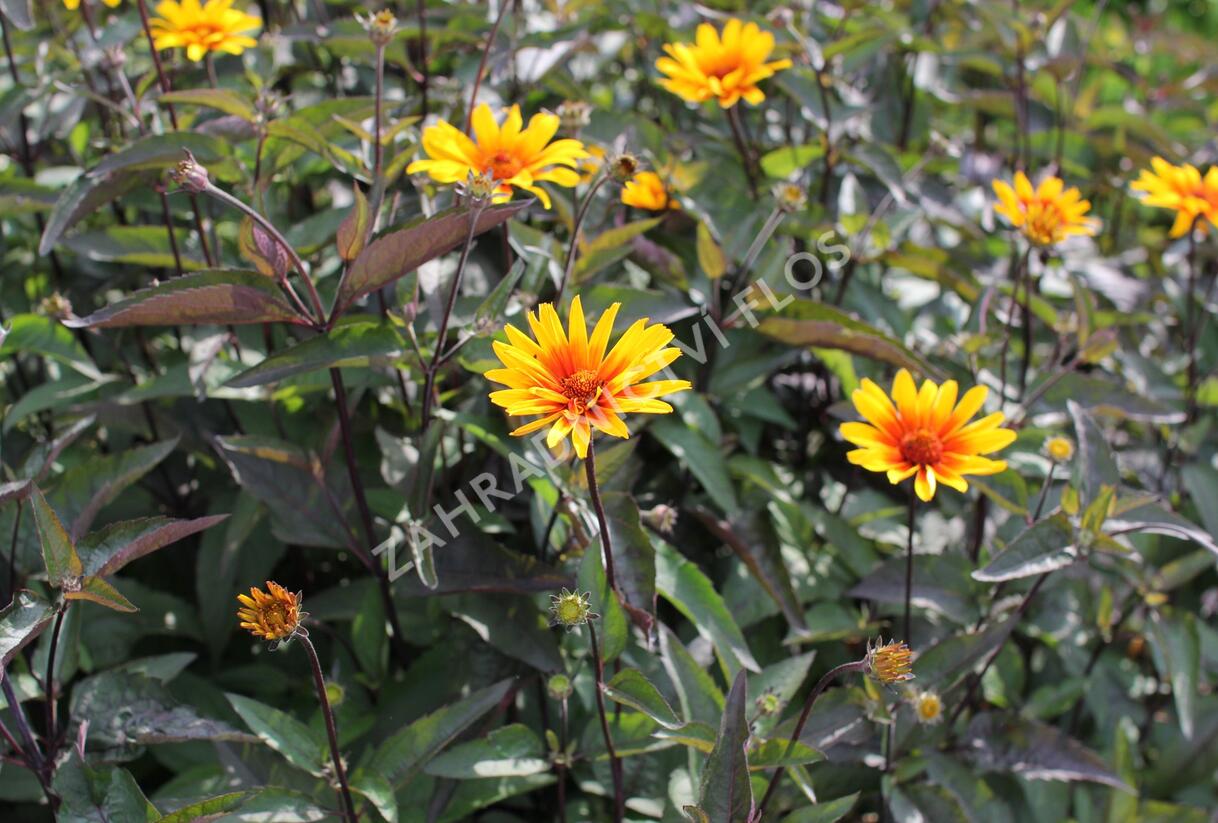 Janeba drsná 'Burning Hearts' - Heliopsis helianthoides 'Burning Hearts'