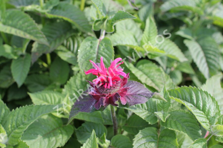 Zavinutka 'Bee-Happy' - Monarda 'Bee-Happy'