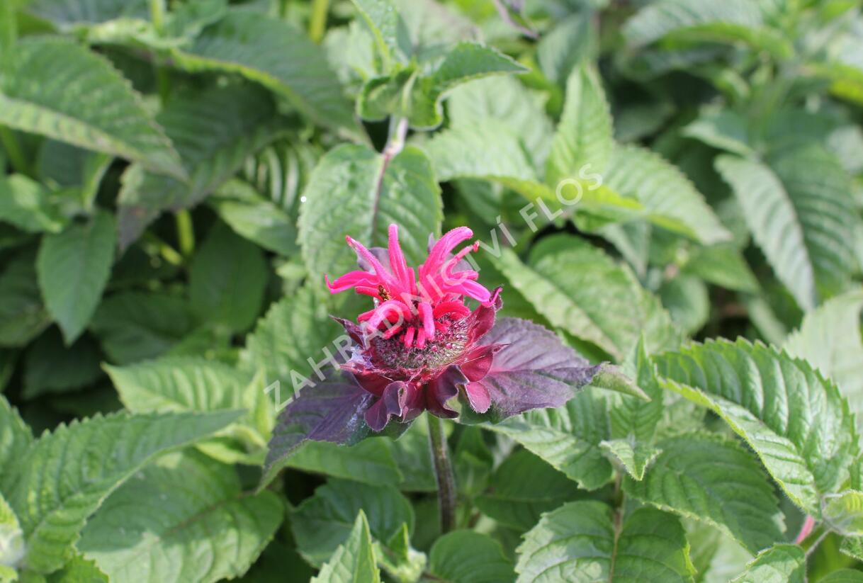 Zavinutka 'Bee-Happy' - Monarda 'Bee-Happy'
