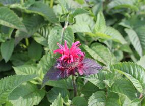 Zavinutka 'Bee-Happy' - Monarda 'Bee-Happy'
