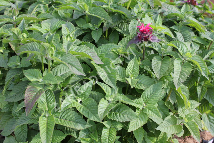 Zavinutka 'Bee-Happy' - Monarda 'Bee-Happy'