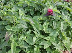 Zavinutka 'Bee-Happy' - Monarda 'Bee-Happy'