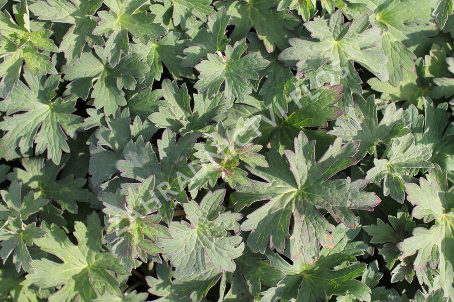 Kakost 'Lakwijk Star' - Geranium wlassovianum 'Lakwijk Star'