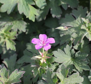 Kakost 'Lakwijk Star' - Geranium wlassovianum 'Lakwijk Star'