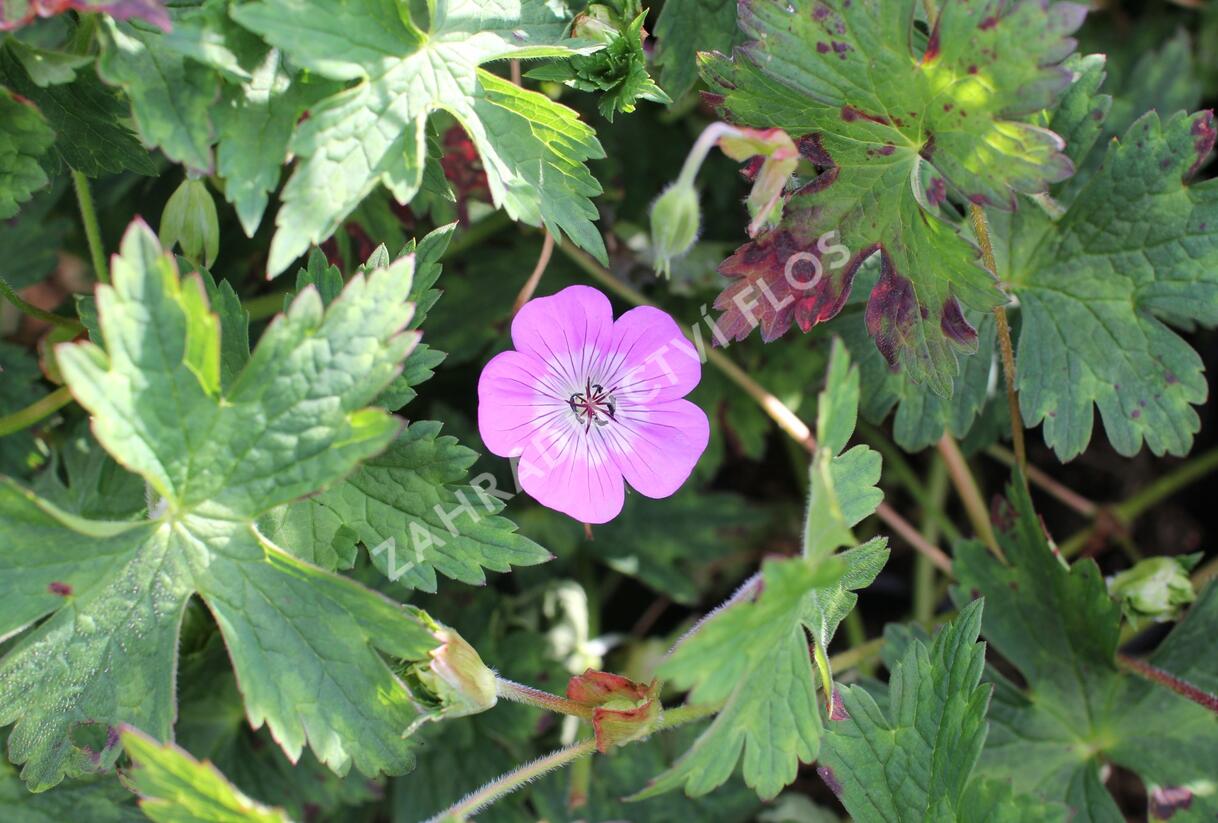 Kakost 'Bloom Time - Geranium wallichianum 'Bloom Time'