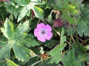 Kakost 'Bloom Time - Geranium wallichianum 'Bloom Time'