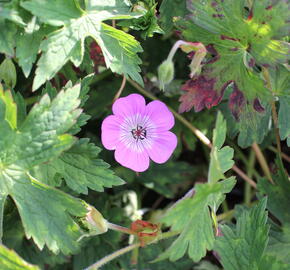 Kakost 'Bloom Time - Geranium wallichianum 'Bloom Time'