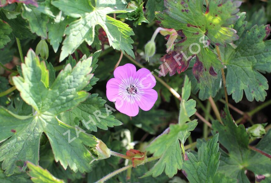 Kakost 'Bloom Time - Geranium wallichianum 'Bloom Time'