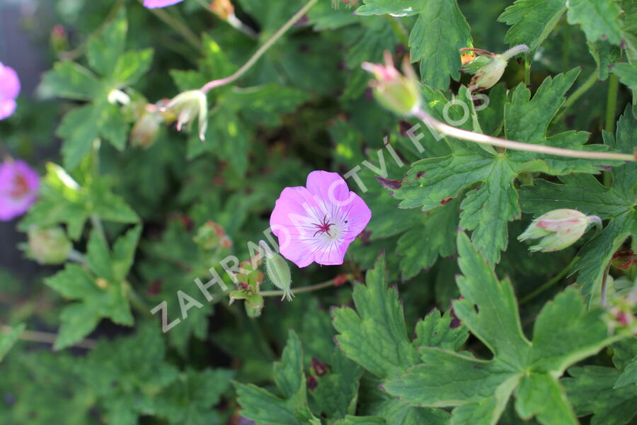 Kakost 'Bloom Time - Geranium wallichianum 'Bloom Time'