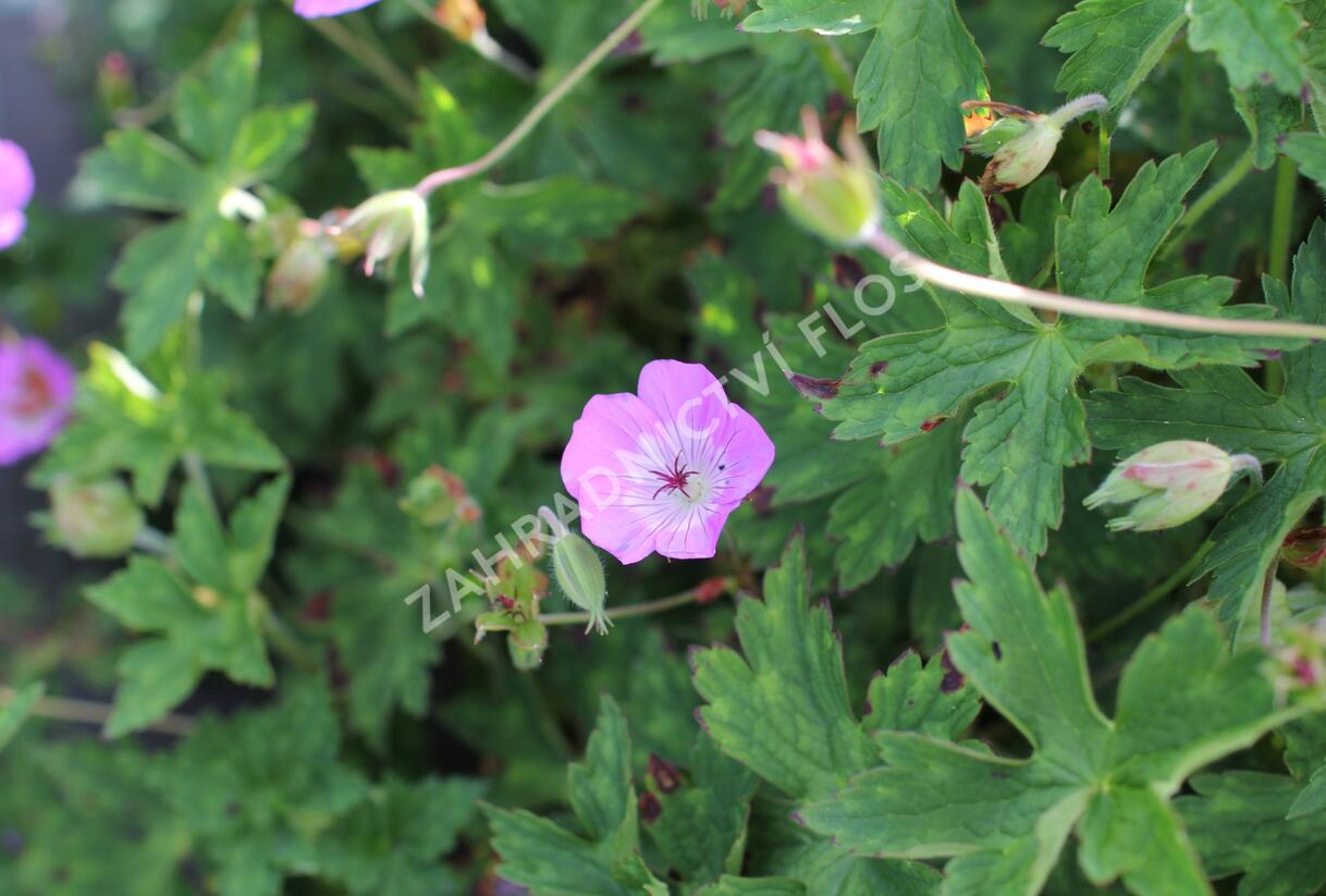 Kakost 'Bloom Time - Geranium wallichianum 'Bloom Time'