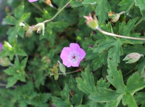 Kakost 'Bloom Time - Geranium wallichianum 'Bloom Time'