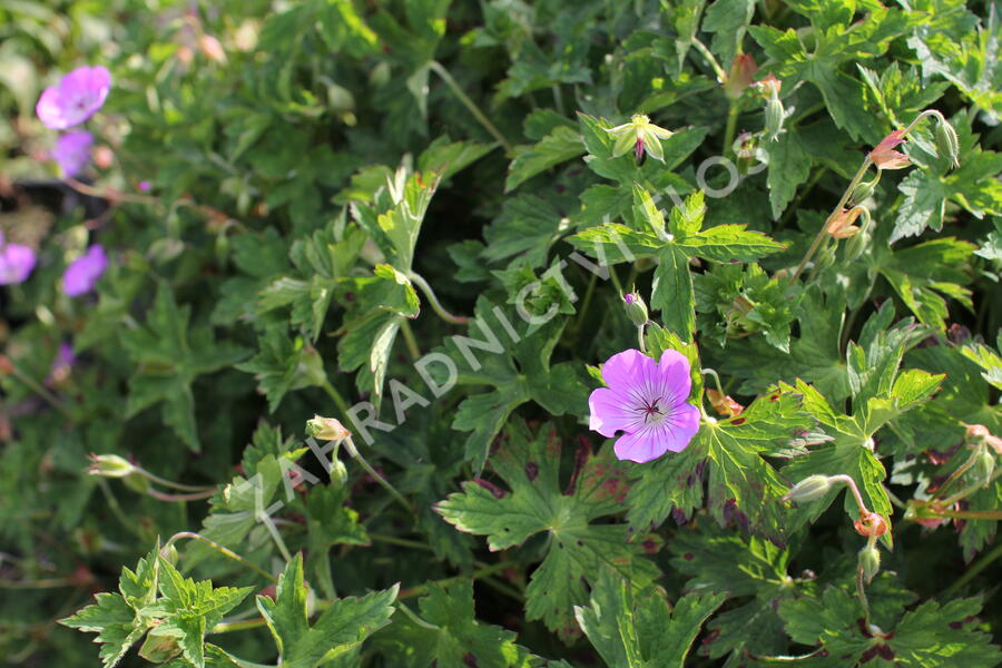 Kakost 'Bloom Time - Geranium wallichianum 'Bloom Time'