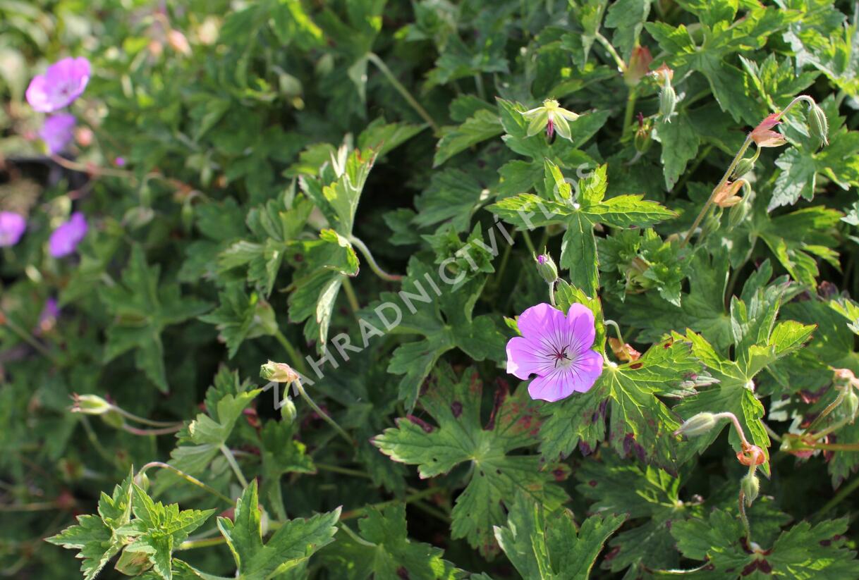 Kakost 'Bloom Time - Geranium wallichianum 'Bloom Time'