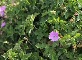 Kakost 'Bloom Time - Geranium wallichianum 'Bloom Time'