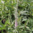 Rozrazil klasnatý 'Pink Harmony' - Veronica spicata 'Pink Harmony'