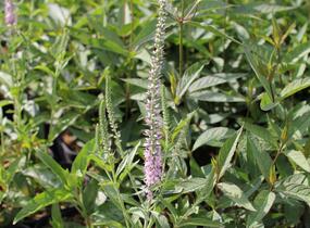 Rozrazil klasnatý 'Pink Harmony' - Veronica spicata 'Pink Harmony'