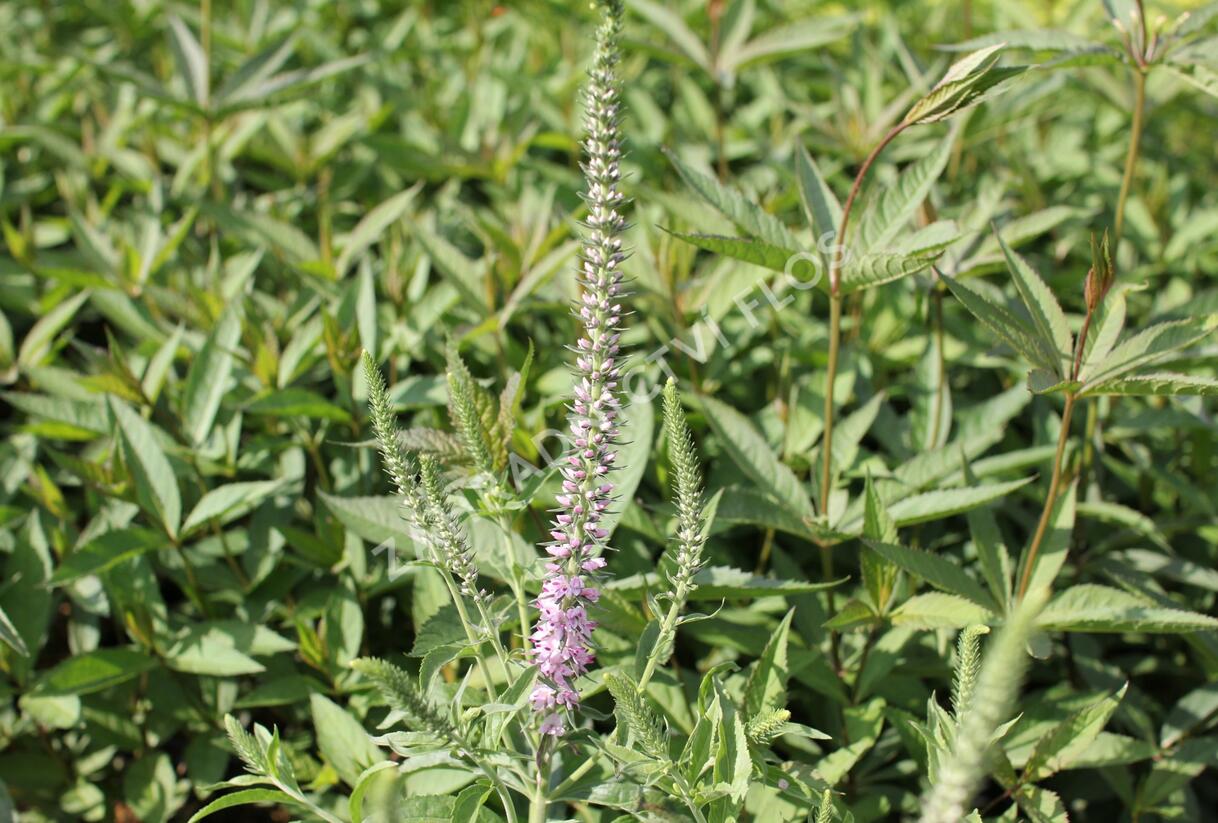 Rozrazil klasnatý 'Pink Harmony' - Veronica spicata 'Pink Harmony'
