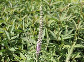 Rozrazil klasnatý 'Pink Harmony' - Veronica spicata 'Pink Harmony'