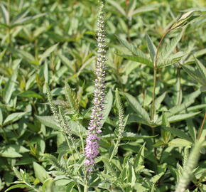 Rozrazil klasnatý 'Pink Harmony' - Veronica spicata 'Pink Harmony'