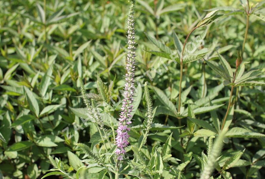 Rozrazil klasnatý 'Pink Harmony' - Veronica spicata 'Pink Harmony'